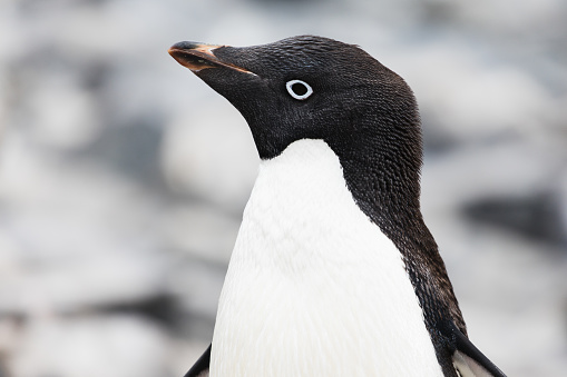A close-up shot of an Adélie penguin as seen on Paulet Island, Antarctic Peninsula