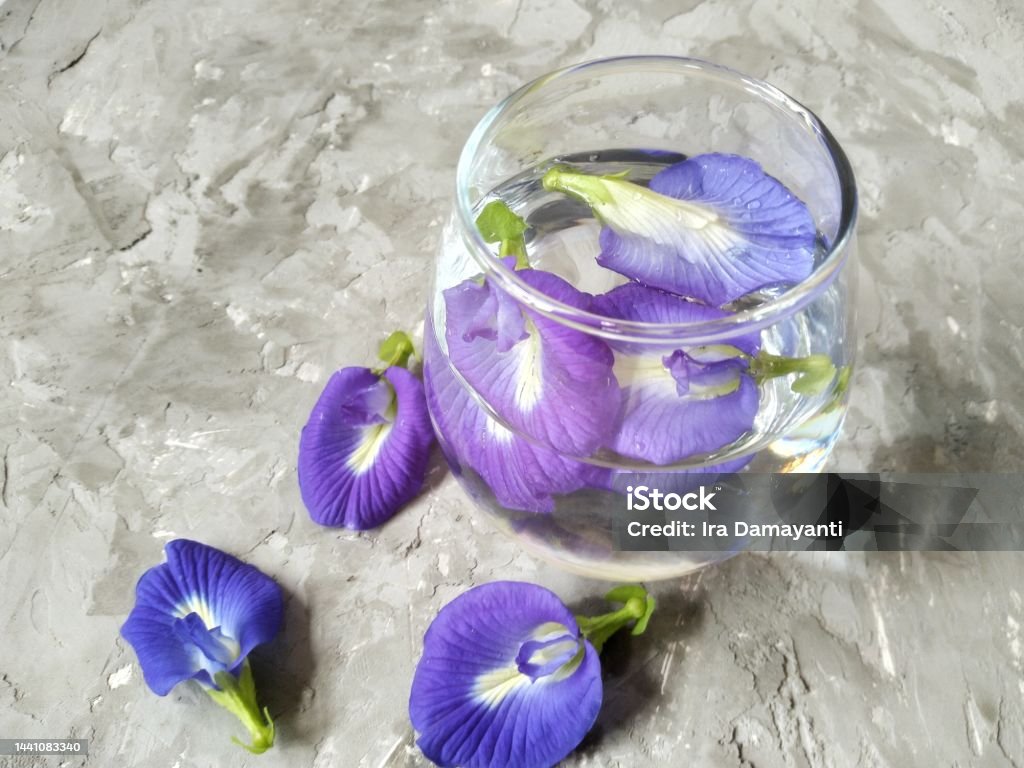 Remojar La Flor De Guisante Azul Mariposa Con Agua En Un Vaso De Burbujas  Sobre Un Fondo Gris Foto de stock y más banco de imágenes de Alimento -  iStock