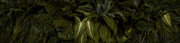 istock tropical leaves, abstract green leaves texture, nature background 1441084892