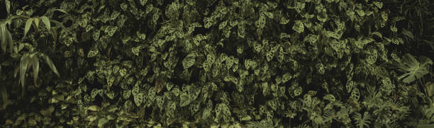 istock tropical leaves, abstract green leaves texture, nature background 1441084896