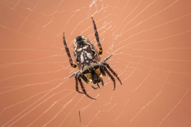 tejedora de orbes de arbustos orientales, hughes, act, octubre de 2022 - white animal eye arachnid australia fotografías e imágenes de stock