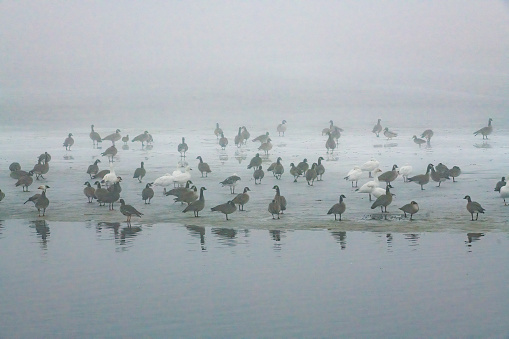 Foggy morning on icy lake with Canada geese and Snow geese standing on ice near Ogallala Nebraska in central USA.