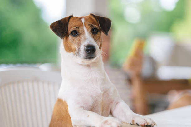 istock jack russel terriers looking at camera waiting his owner for feeding food 1441090906