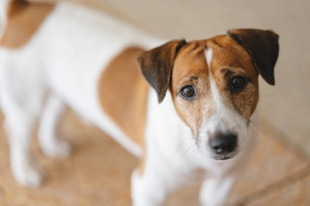 istock jack russel terriers looking at camera waiting his owner for feeding food 1441090934