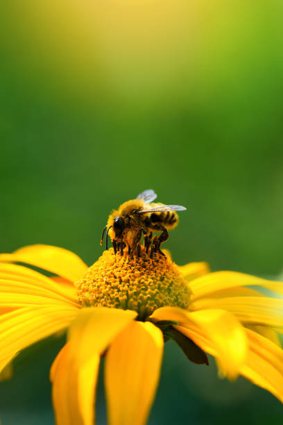 biene und blume. nahaufnahme einer großen gestreiften biene, die an einem sonnigen tag pollen auf einer gelben blume sammelt. sommer- und frühlingshintergründe - nature macro vertical close up stock-fotos und bilder