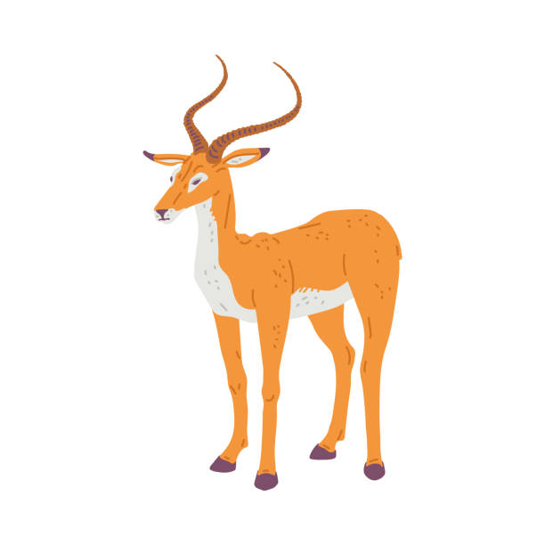 illustrazioni stock, clip art, cartoni animati e icone di tendenza di antilope africana o asiatica animale animale illustrazione vettoriale piatta isolata. - impala