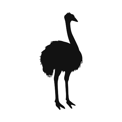 Black silhouette of ostrich bird flat style, vector illustration isolated on white background. Big flightless African bird, fast running, decorative design element