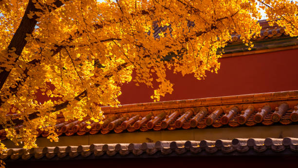 istock beijing forbidden city autumn gingko 1441094530