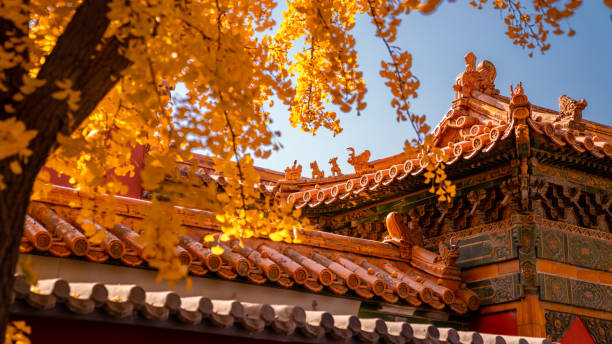 istock beijing forbidden city autumn gingko 1441094542