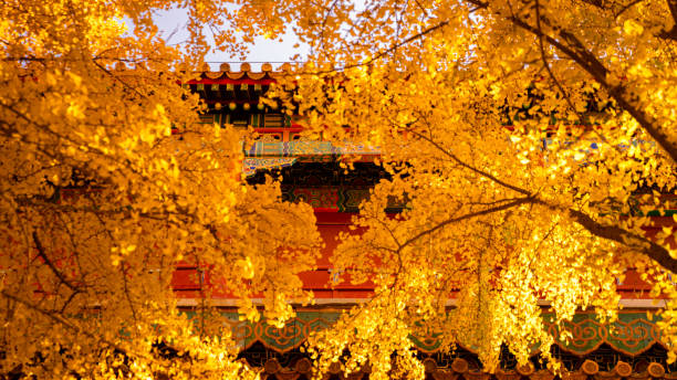 北京秋天的故宫银杏