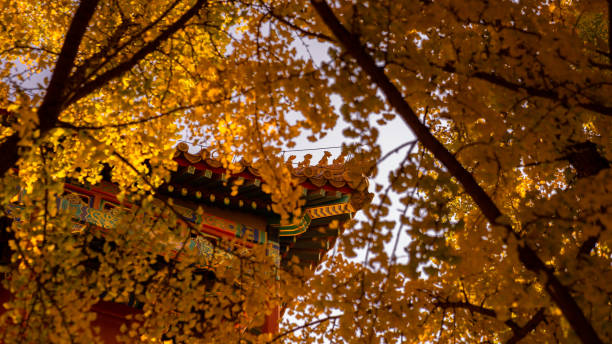 istock beijing forbidden city autumn gingko 1441094805