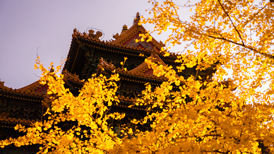 北京秋天的故宫银杏