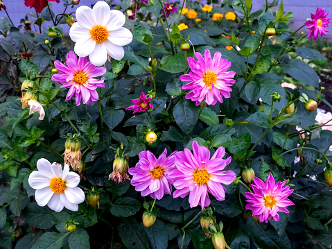 multicolored dahlias in the garden on a blurred natural background