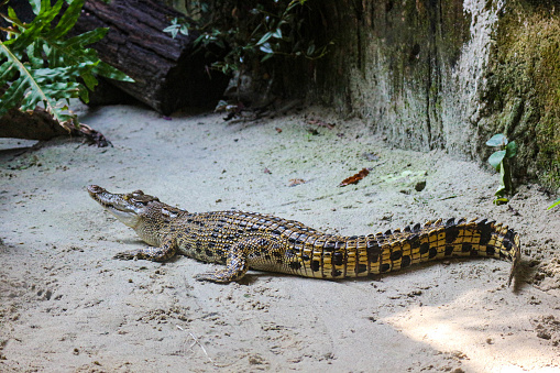 This is a photo of an estuarine crocodile with the Latin name Crocordilus porosus in the zoo. This zoo is in Ragunan.