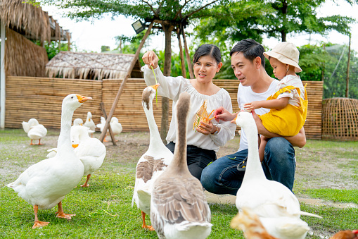 Asian family with mother father and son enjoy to feed vegetable to duck and goose in public farm and they look happy to have activity together with member in family during holiday.