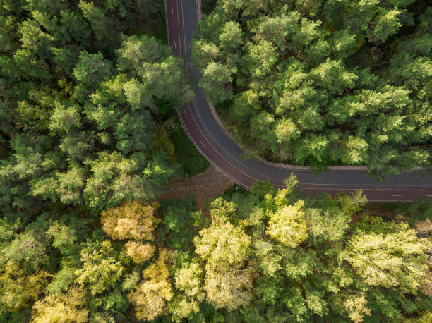 istock Flight over the autumn mountains with road serpentine and deciduous and pine forest. Top down view. 1441097897