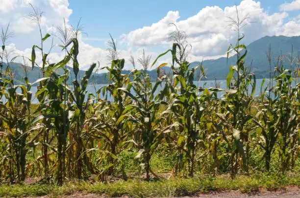 Milpa is a crop growing system used throughout Mesoamerica. Corn crops growing around the lake