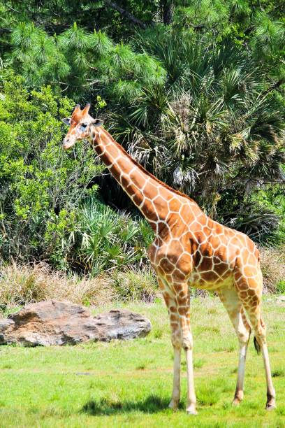 istock Beautiful Giraffe Strolling Across Grasslands 1441098772