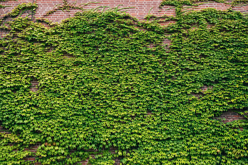 texture of a brick wall and creeping green ivy as a hedge and ornamental plant in a country house