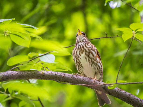 istock Wood bird Redwing, Turdus iliacus, sits on tree branch 1441099769