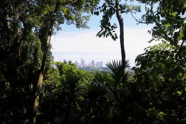 istock Skyline of Panama City 1441101329