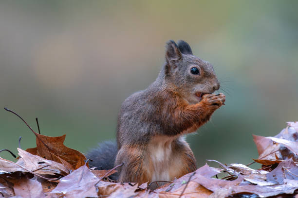 istock Red Squirrel (Sciurus vulgaris) eating a nut in an forest covered with colorful leaves. 1441103365