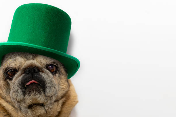 istock St. Patrick's Day. Pug dog in a leprechaun hat on a white background. 1441103490