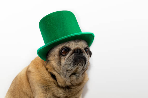 istock St. Patrick's Day. Pug dog in a leprechaun hat on a white background. 1441103493