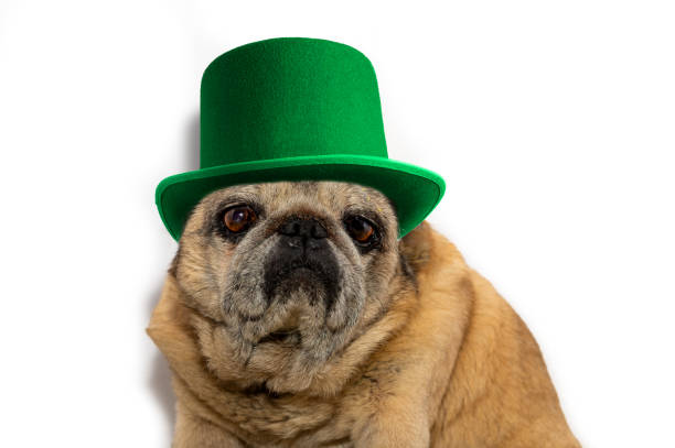 istock St. Patrick's Day. Pug dog in a leprechaun hat on a white background. 1441103496