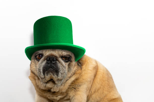 istock St. Patrick's Day. Pug dog in a leprechaun hat on a white background. 1441103558