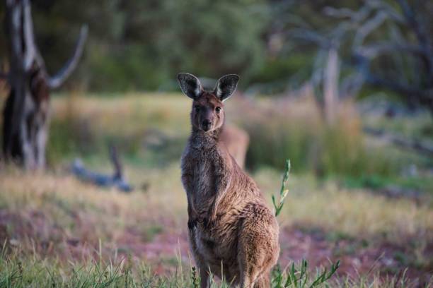 istock Who are you looking at? 1441103660