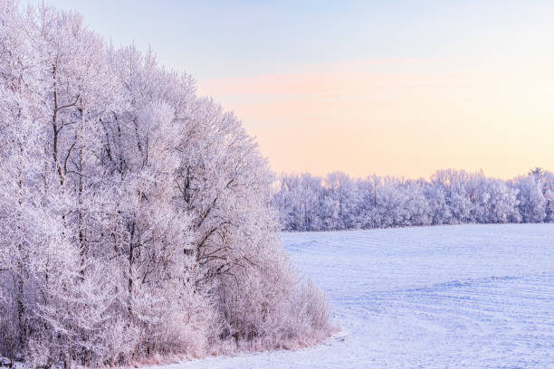 istock Hoarfrost at a tree grove by the snow covered field 1441104523