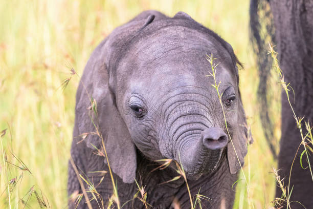 Elephant calf in the grass playing with his trunk