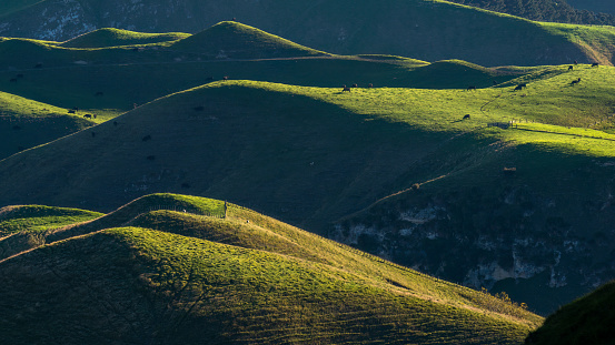 Cows grazing on the rolling hills of Te Mata Peak, afternoon sun casting long shadows. Hawkes Bay.