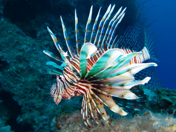 istock Alien lionfish in Cyprus 1441105974