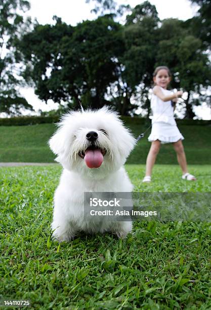 Foto de Cachorro Branco Na Coleira Puxando Menina Ao Fundo e mais fotos de stock de 6-7 Anos