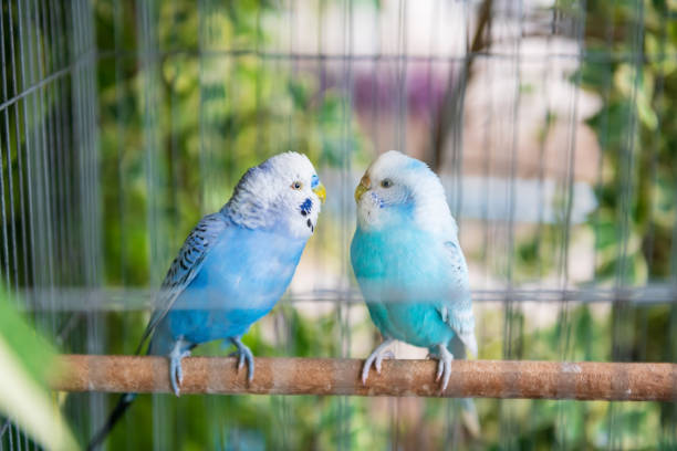 Blue wavy parrot birds couple look at each other inside cage Blue wavy parrot birds couple looking at each other inside cage with blur green leaf background. Lovely animals together. budgerigar stock pictures, royalty-free photos & images