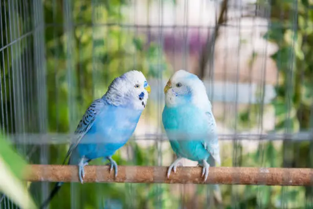 Photo of Blue wavy parrot birds couple look at each other inside cage