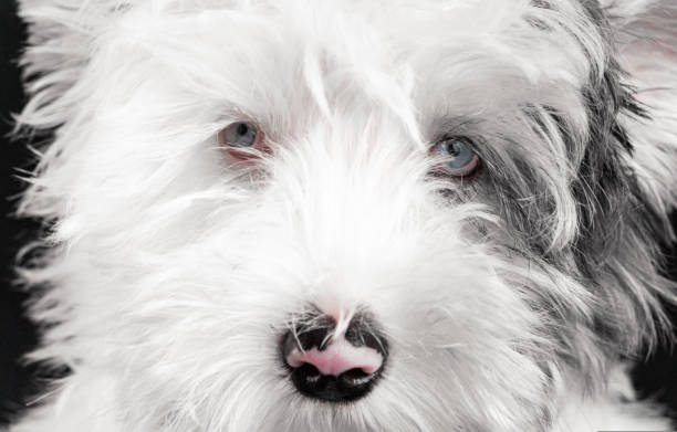 gros plan. yeux bleus d’un chiot biewer yorkie sur fond de laine blanche moelleuse. le chien piétine directement dans la caméra. beau chien de gros plan avec des yeux bleus incroyables. - bow pets small velvet photos et images de collection