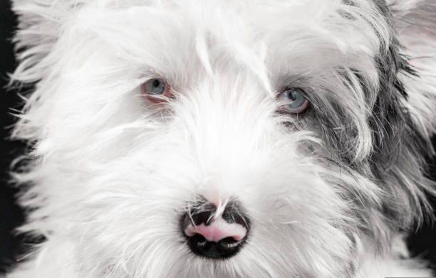 클로즈업. 하얀 솜털 양모의 배경에 biewer yorkie 강아지의 파란 눈. 개는 카메라에 직접 발을 들여 놓습니다. 놀라운 파란 눈을 가진 아름다운 클로즈업 개. - bow pets small velvet 뉴스 사진 이미지