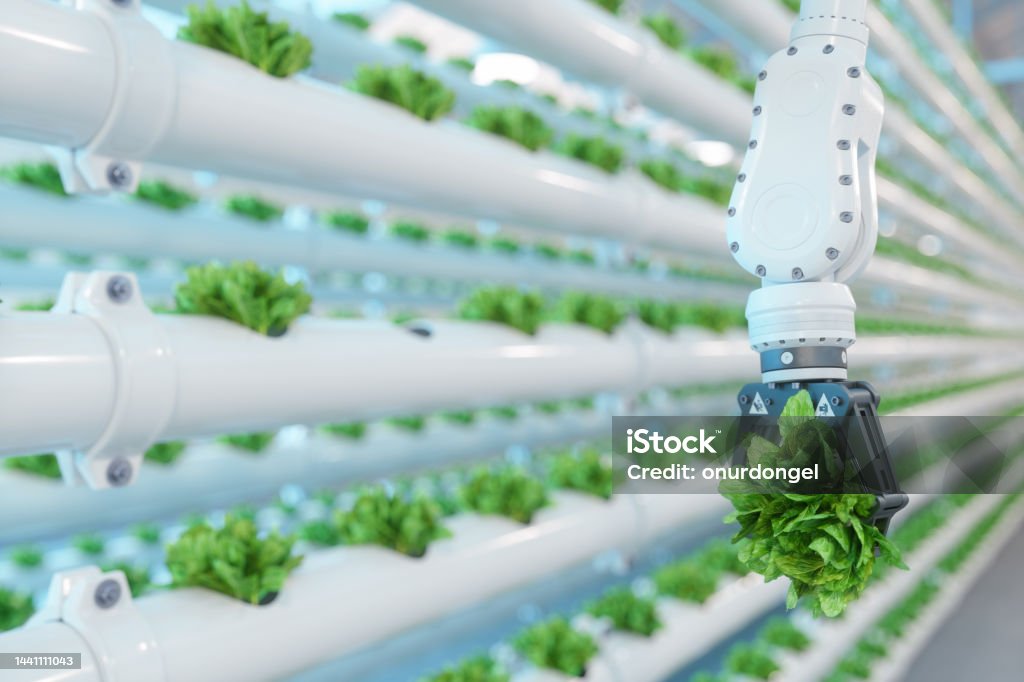 Automatic Agricultural Technology With Close-up View Of Robotic Arm Harvesting Lettuce In Vertical Hydroponic Plant Agriculture Stock Photo