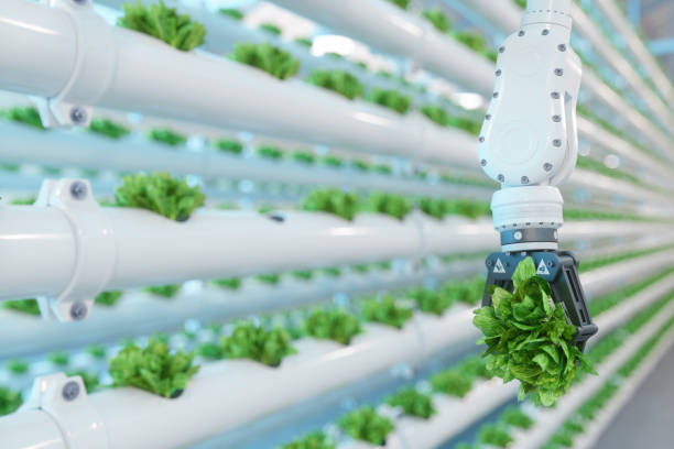 Automatic Agricultural Technology With Close-up View Of Robotic Arm Harvesting Lettuce In Vertical Hydroponic Plant stock photo