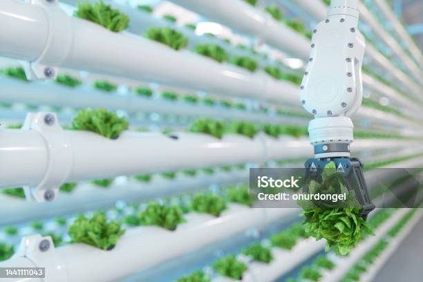 Automatic Agricultural Technology With Closeup View Of Robotic Arm Harvesting Lettuce In Vertical Hydroponic Plant Stock Photo - Download Image Now