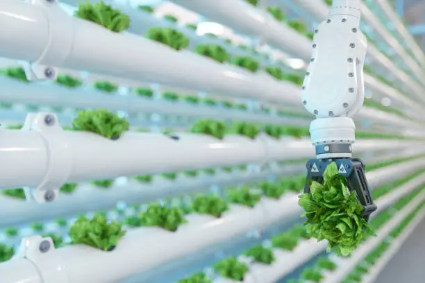Photo of Automatic Agricultural Technology With Close-up View Of Robotic Arm Harvesting Lettuce In Vertical Hydroponic Plant