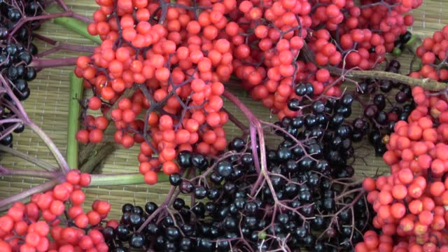 Red and black Elder Sambucus medical berries rotating