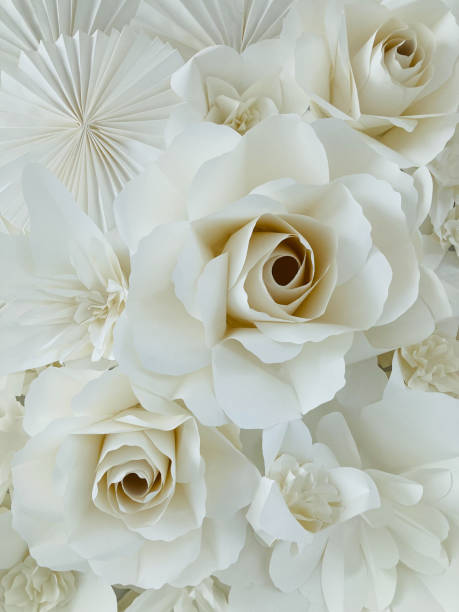 istock big white paper roses in a group shot under the warm light 1441113212
