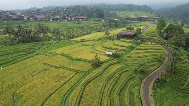 Aerial View of The Tegalalang Terrace Rice Fields Bali, Indonesia - November 10, 2022: The Tegalalang Terrace Rice Fields jatiluwih rice terraces stock pictures, royalty-free photos & images