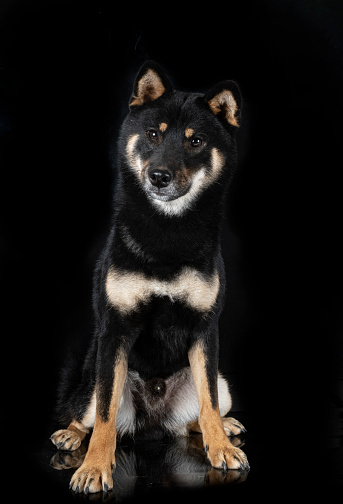 shiba inu in front of black background