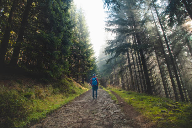 istock Hiker with a blue backpack walks in a forest environment. Through the trees and fog the morning sun streams through, illuminating the wildlife. Beskydy mountains, Czech republic 1441117851