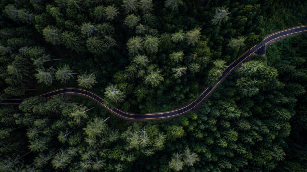 Woodland and street from above